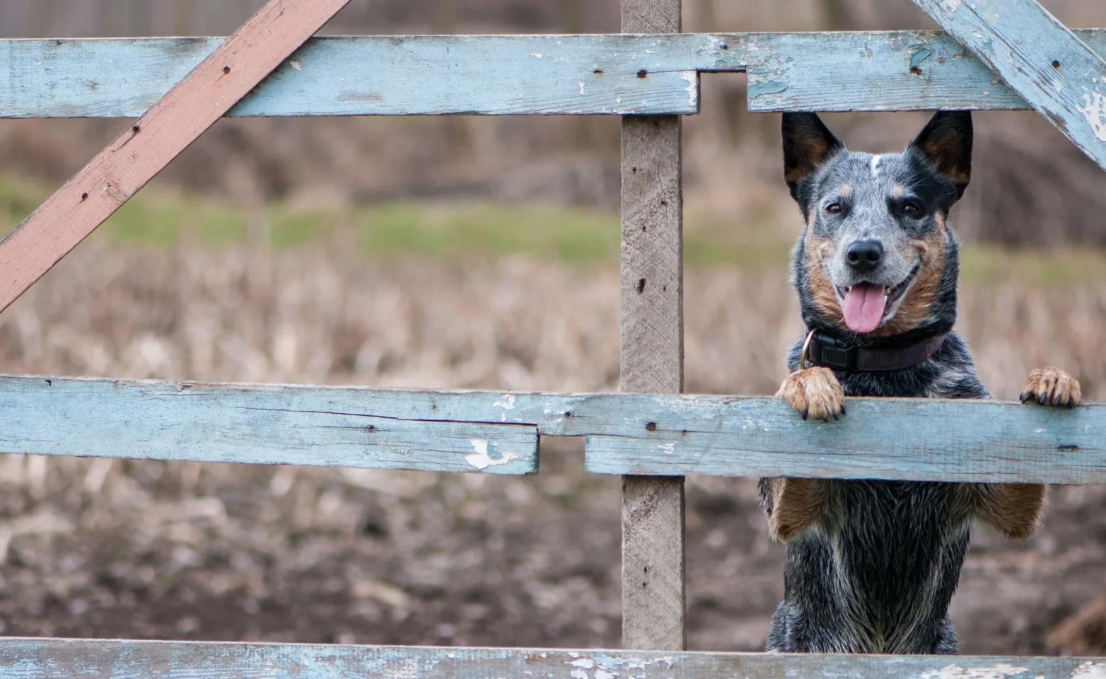 Dog standing and looking through a wooden fence